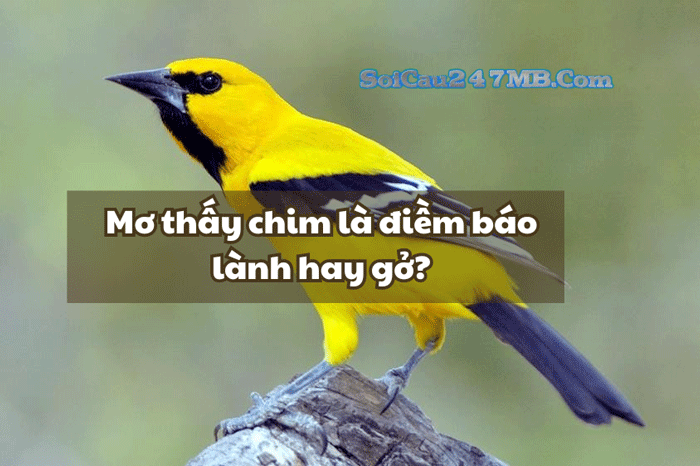 Mơ thấy chim đánh số gì Mơ thấy chim đánh số gì