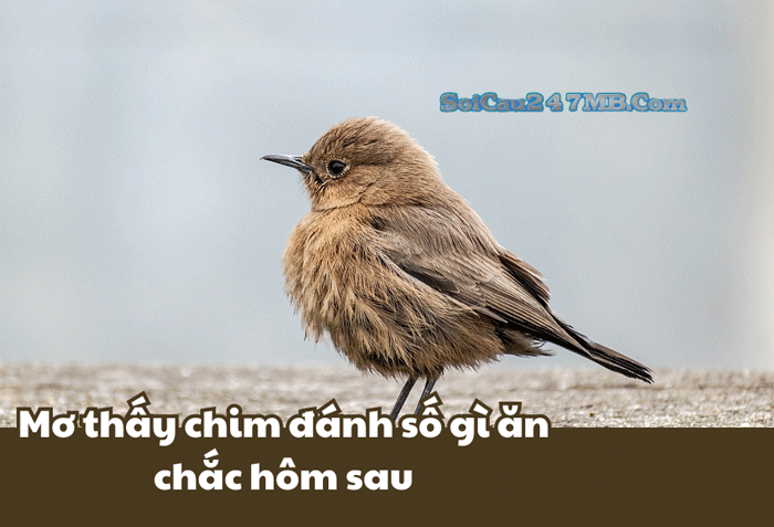 Mơ thấy chim đánh số gì Mơ thấy chim đánh số gì