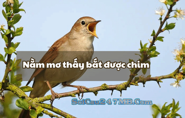 Mơ thấy chim đánh số gì Mơ thấy chim đánh số gì